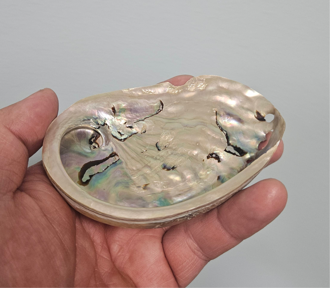 (Canada Only) Small Abalone Shell