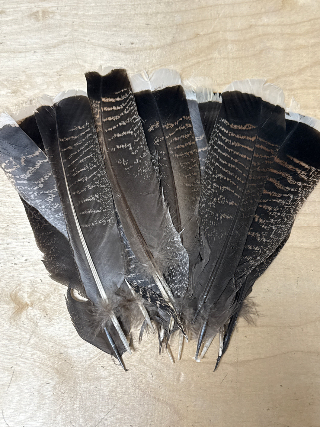 (Canada Only) Turkey Feathers