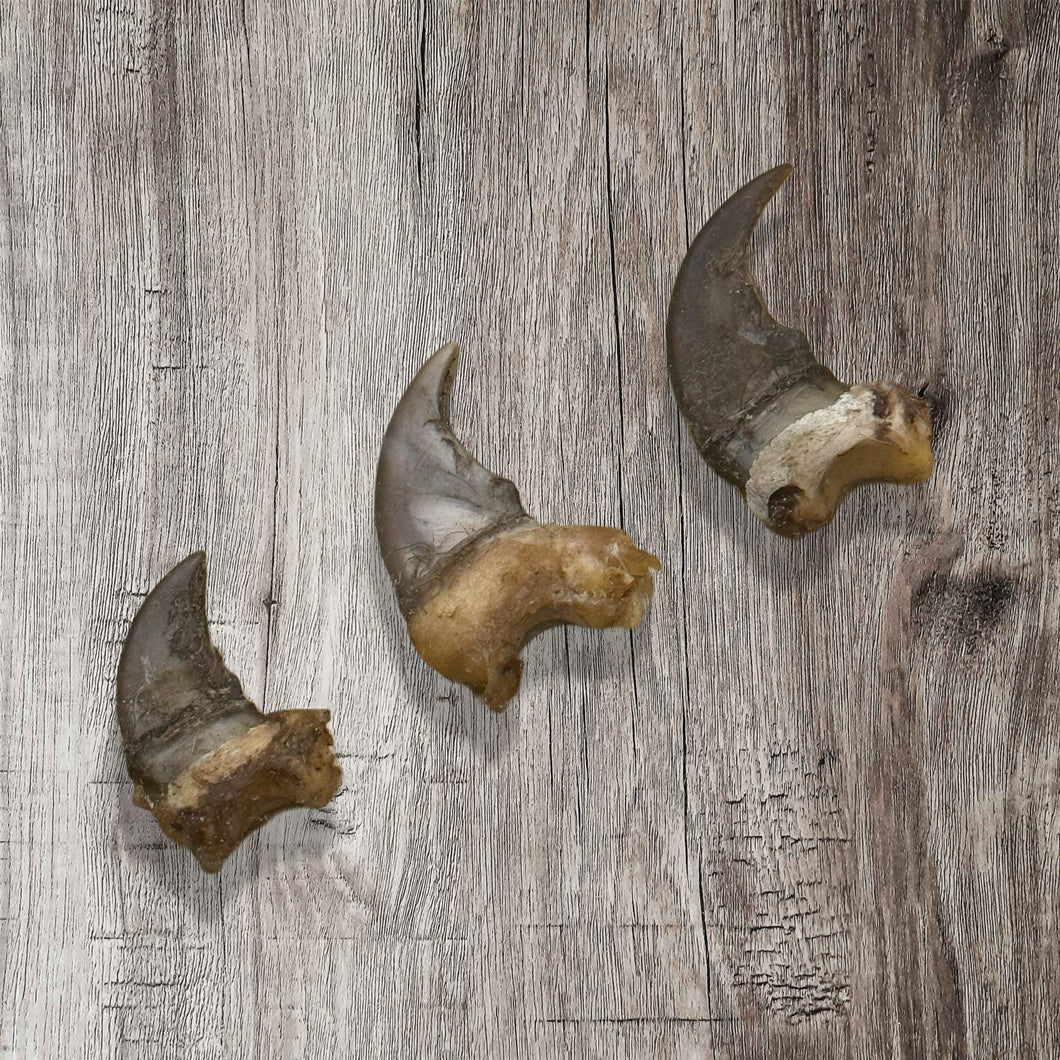 (Canada Only) Black Bear Claw
