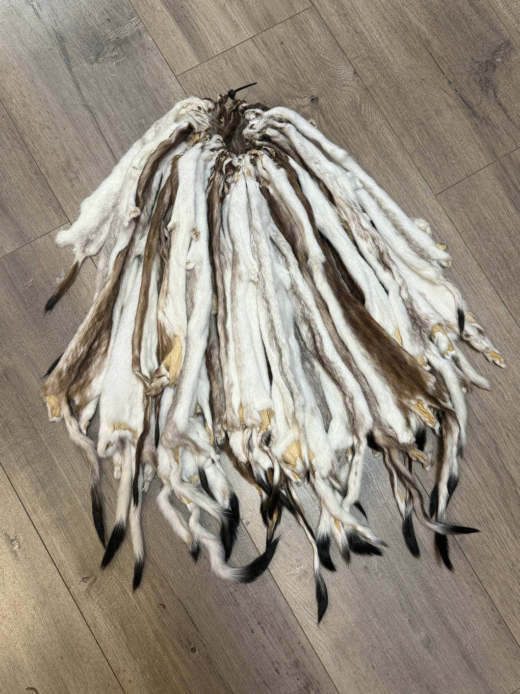 (Canada Only) Eclipse Ermine 12-16inch