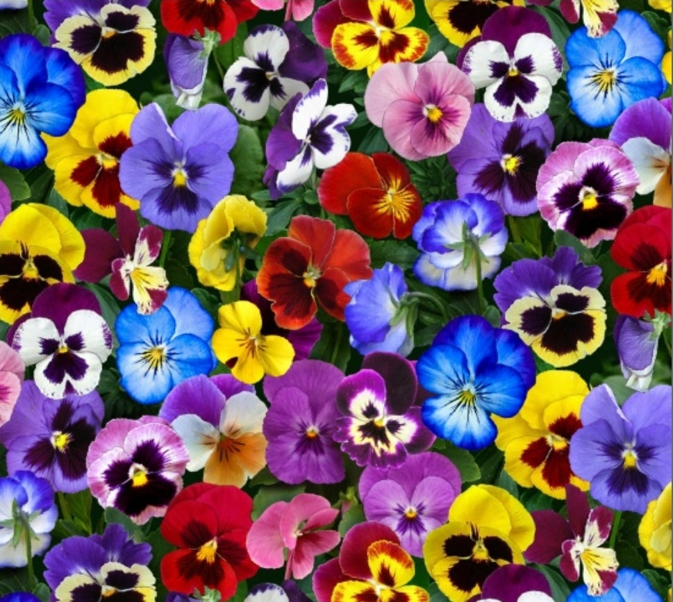 Lovely Pansies-Multi