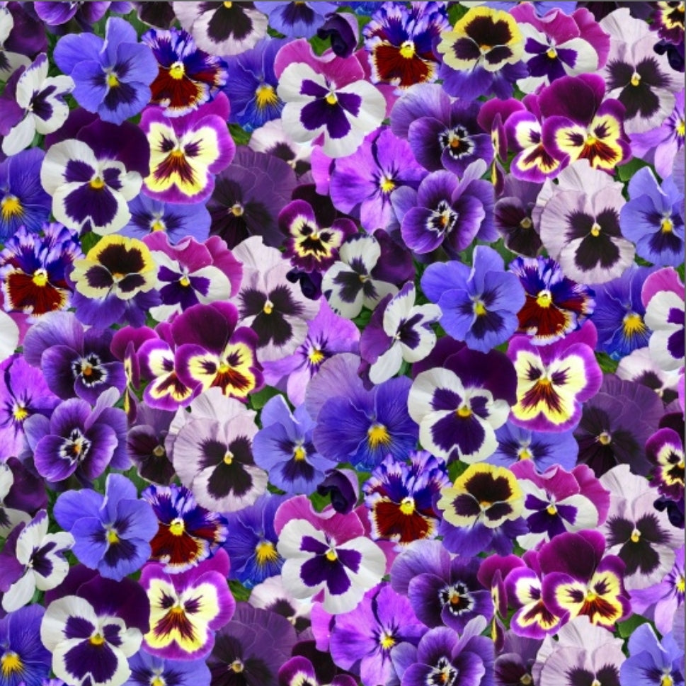 Lovely Pansies-Purple