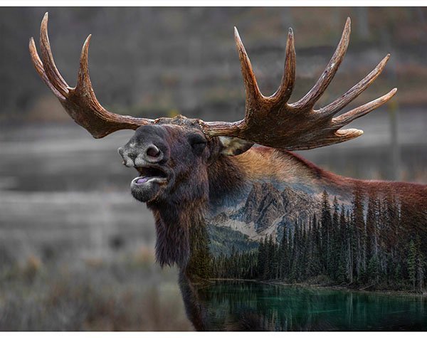 Call of the Wild 25510 - 704