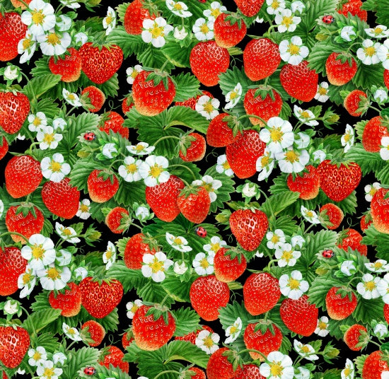 730 - Black Strawberry Fields, Packed Strawberry Vine