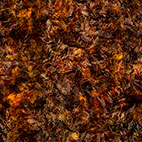 Running With the Pack - 31104A Dk Brown