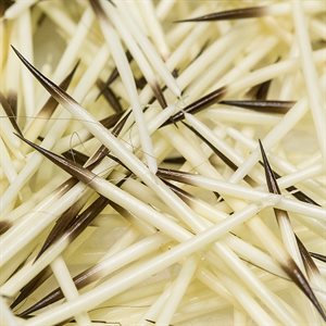 Porcupine Quills (14g bag)
