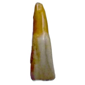 Buffalo Teeth Antiqued (1-piece)